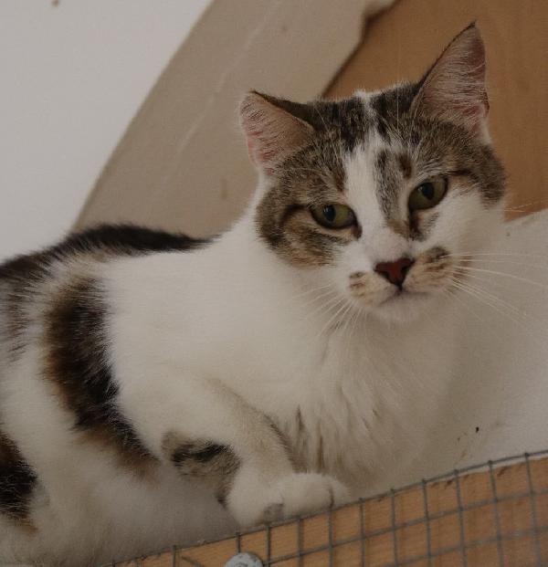 Nicole, giovane gattina (del 2023) Foto 3